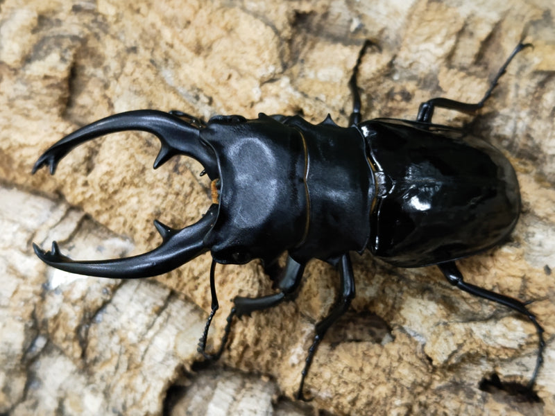 2023.3.21.新入荷!!