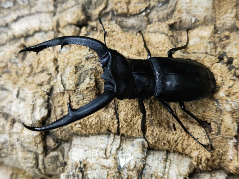 2023.3.23.新入荷!!