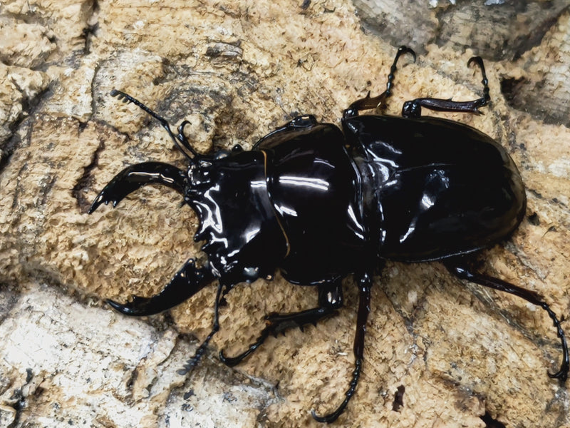 2023.3.25.新入荷!!