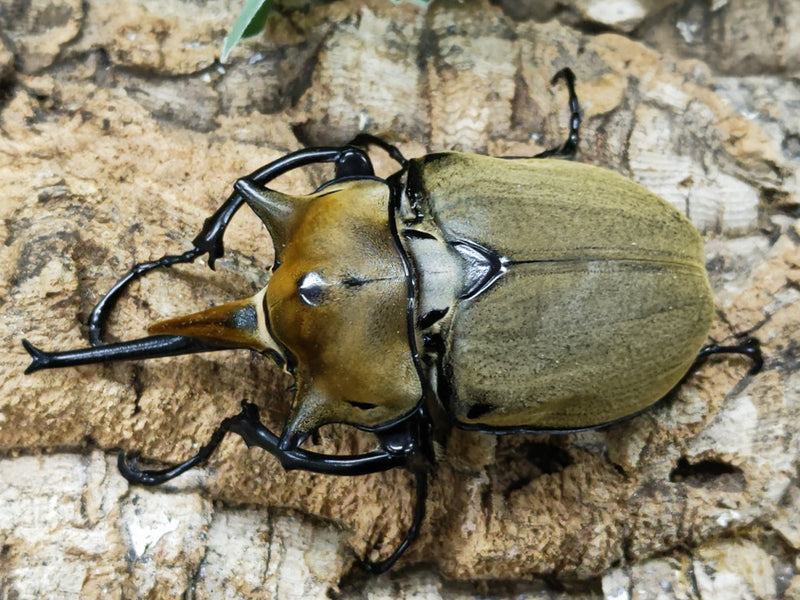 2023.3.26.新入荷!!