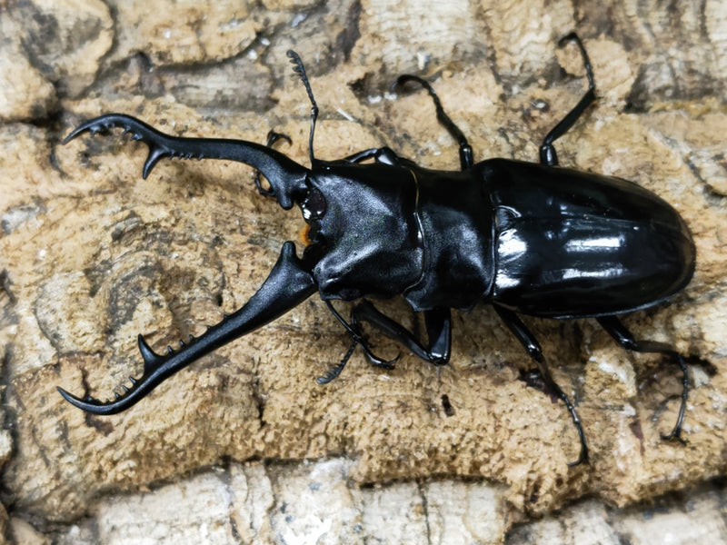 2023.3.27.新入荷!!