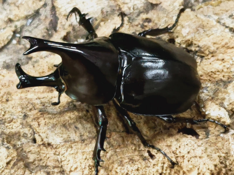 2023.3.28.新入荷!!