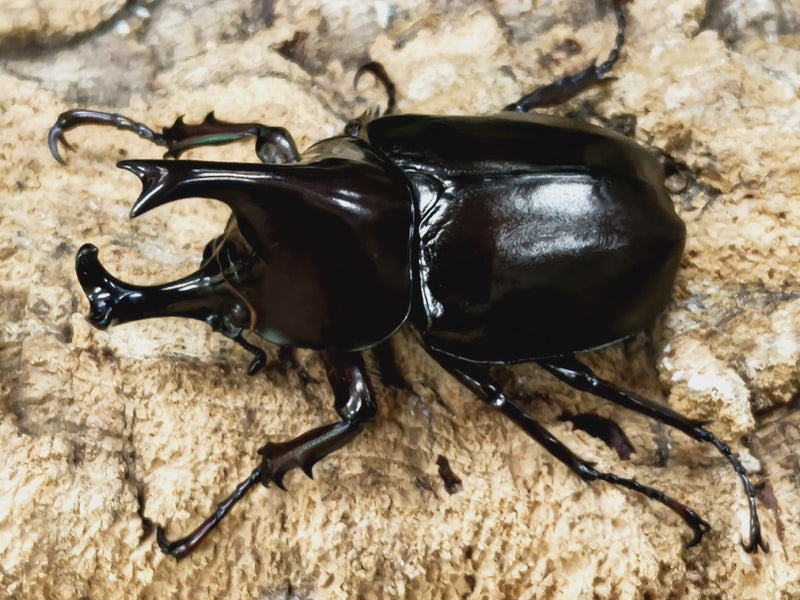 2023.4.1.新入荷!!