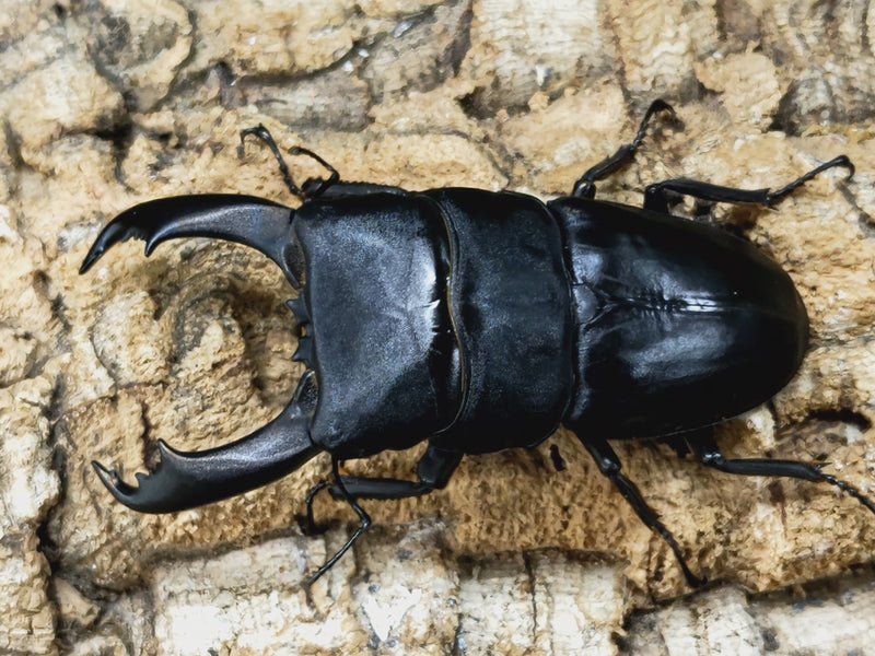 2023.4.2.新入荷!!