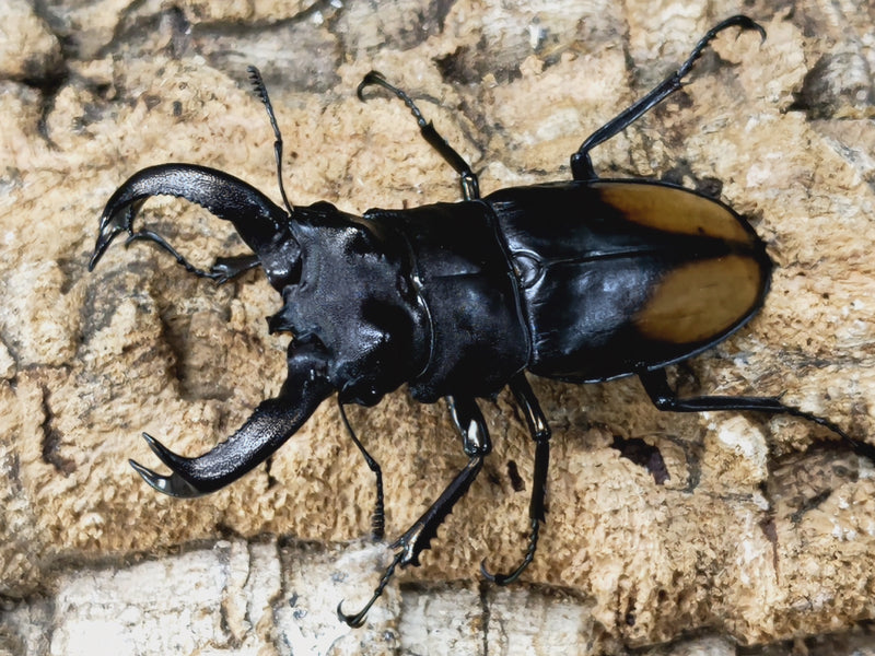 2023.4.6.新入荷!!