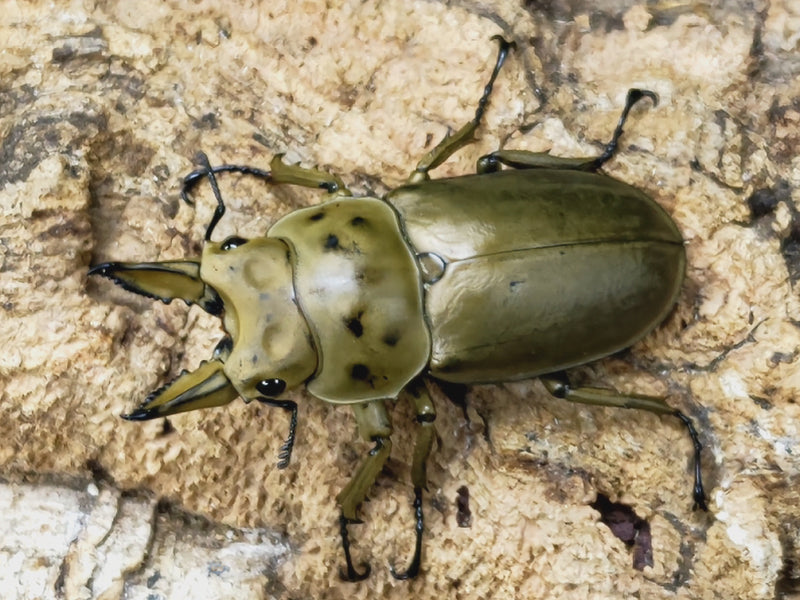 2023.4.8.新入荷!!