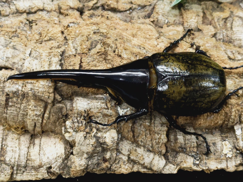 2023.4.9.新入荷!!