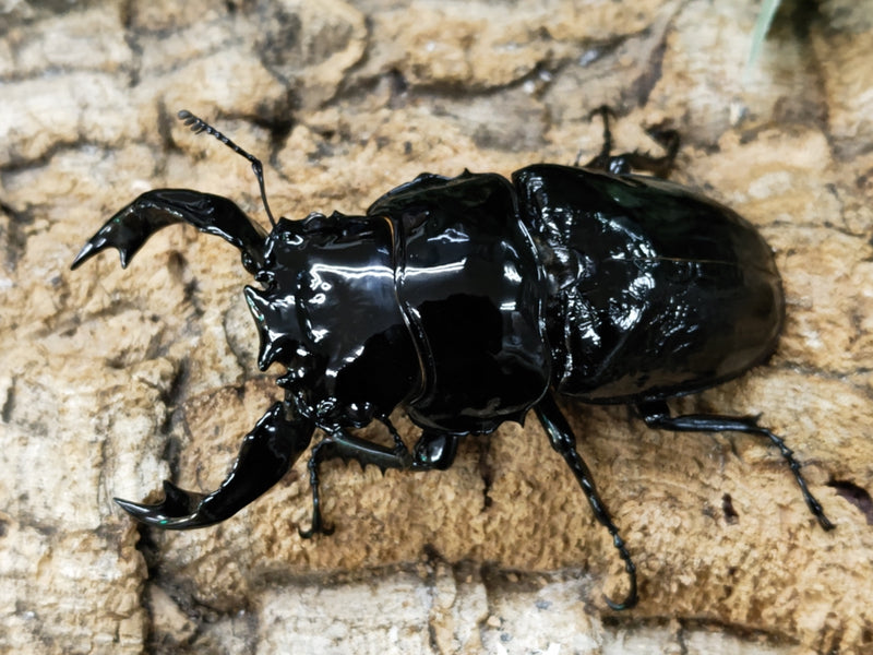 2023.4.11.新入荷!!