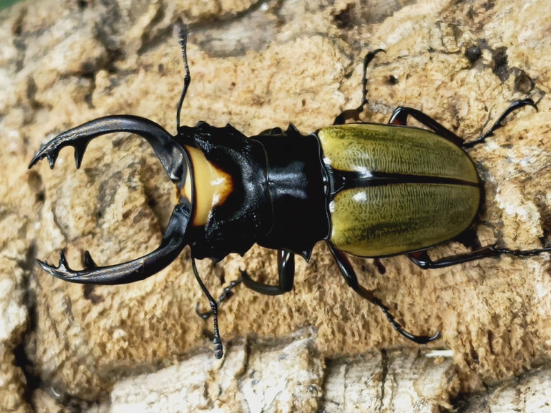 2023.4.20.新入荷!!