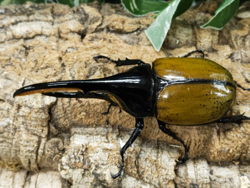 2023.4.25.新入荷!!