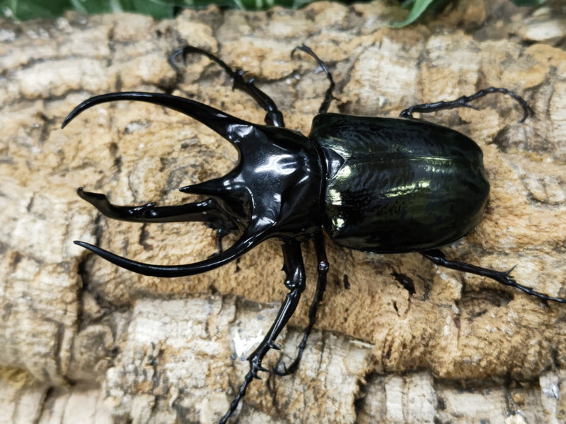 2023.4.27.新入荷!!