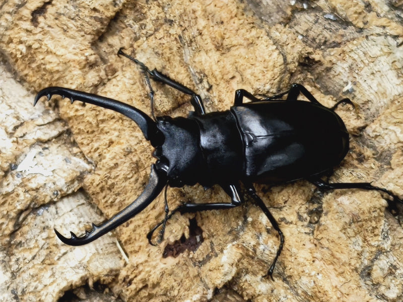 2023.4.29.新入荷!!