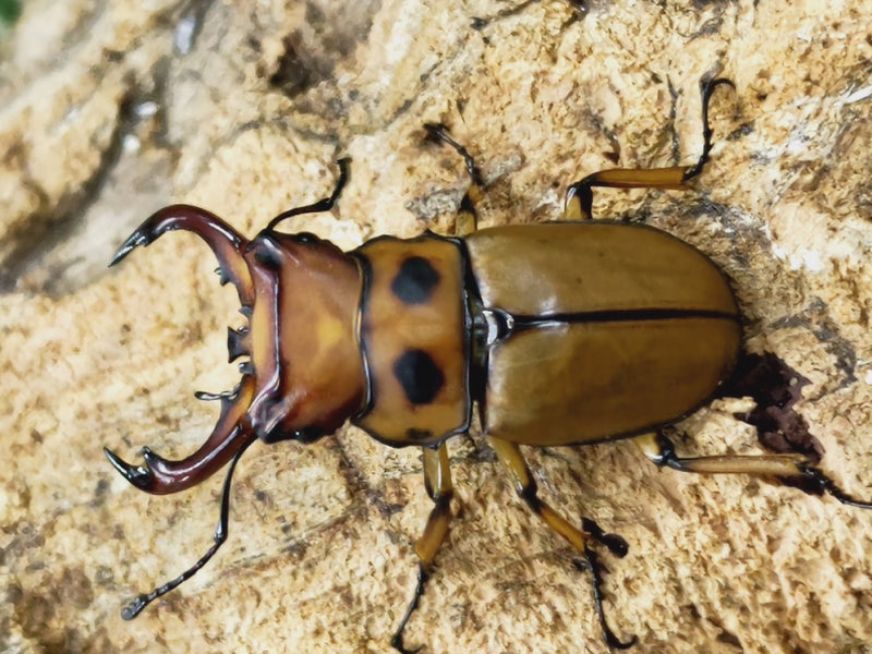 2023.5.1.新入荷!!