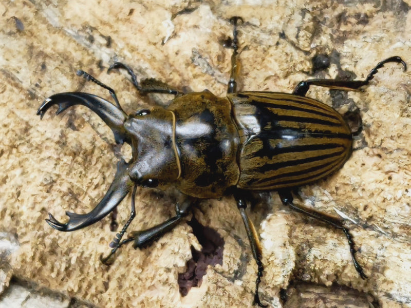 2023.5.2.新入荷!!