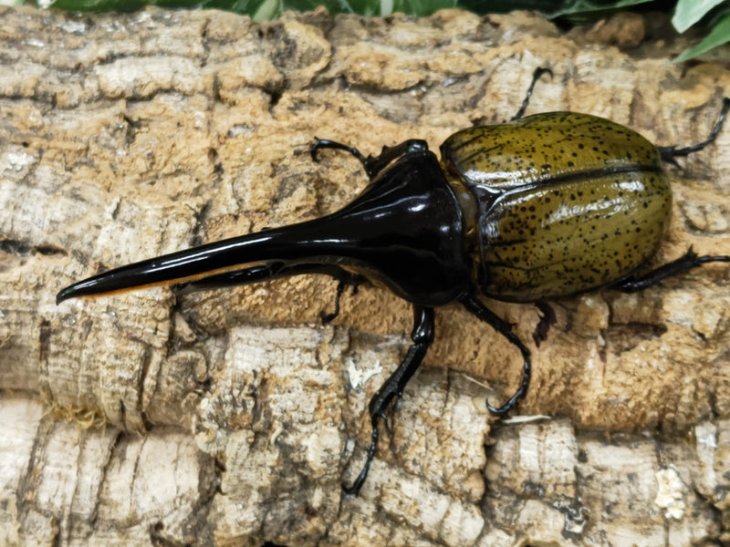 2023.5.4.新入荷!!