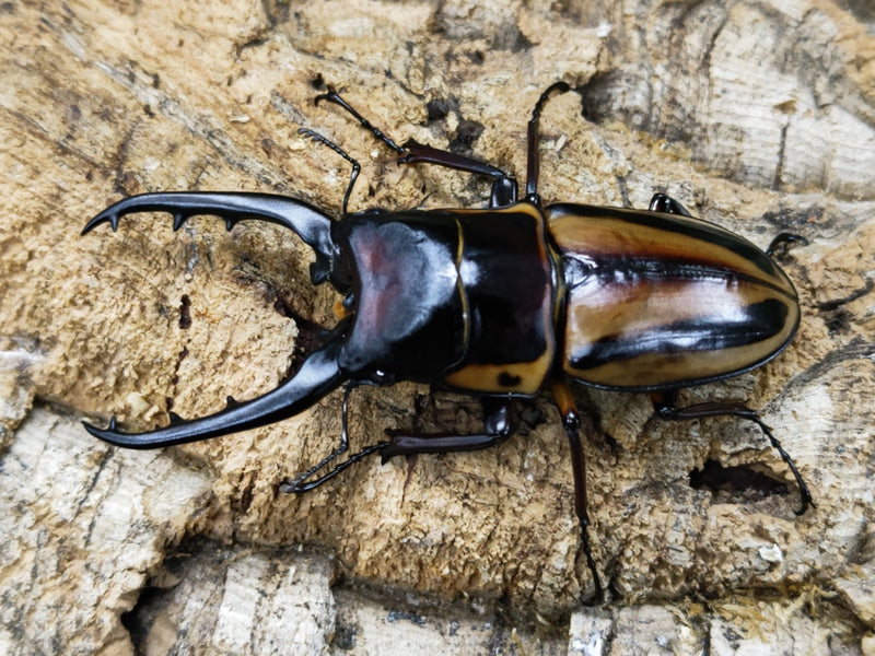 2023.8.6.新入荷!!