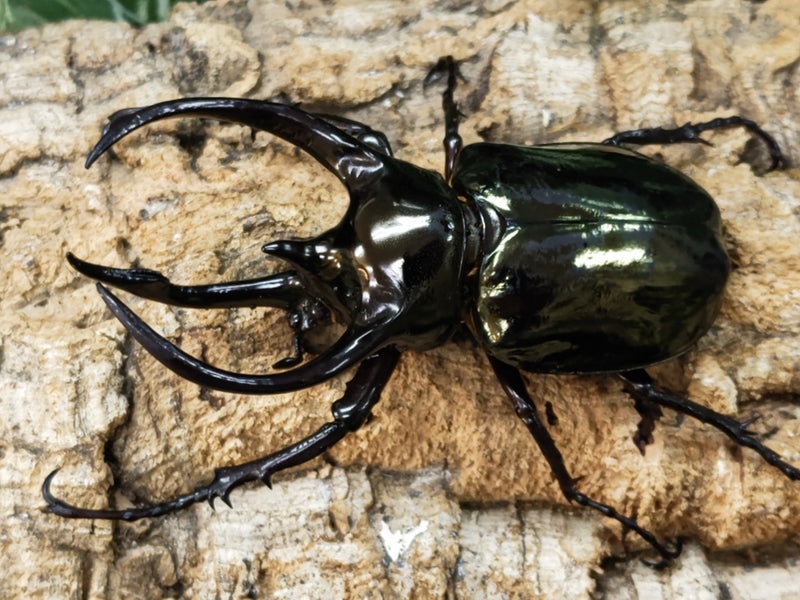 2023.5.11.新入荷!!