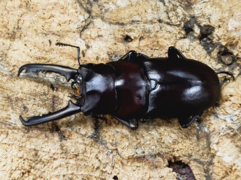 2023.5.12.新入荷!!