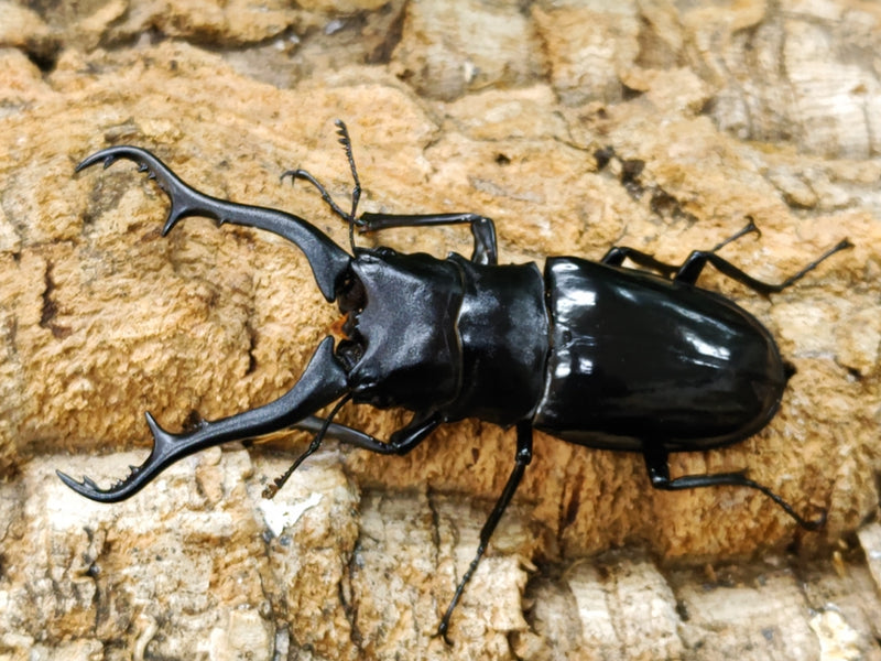 2023.5.13.新入荷!!