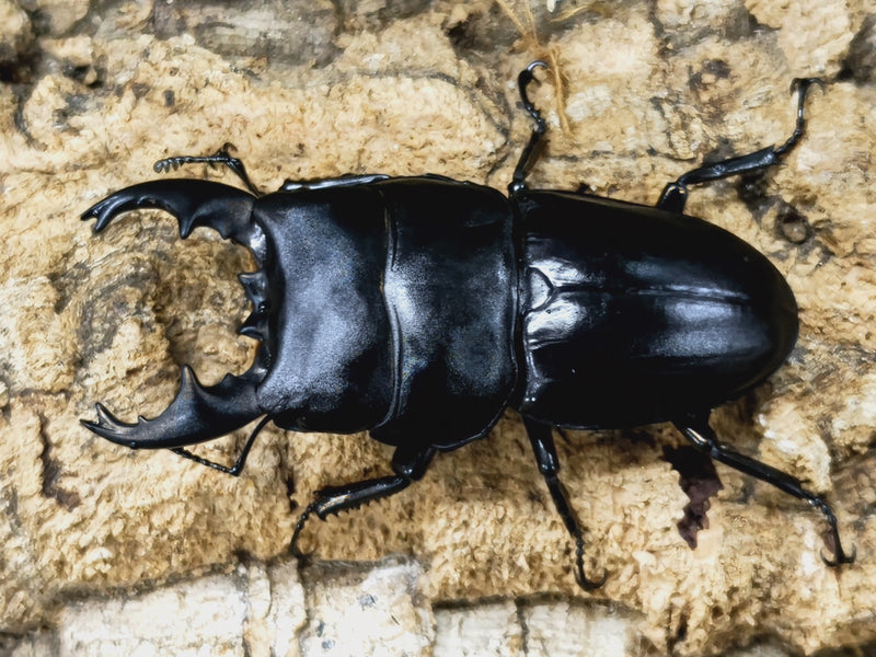 2023.5.15.新入荷!!