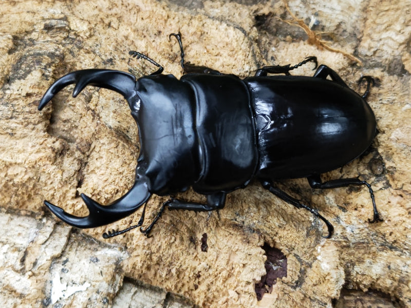 2023.5.16.新入荷!!