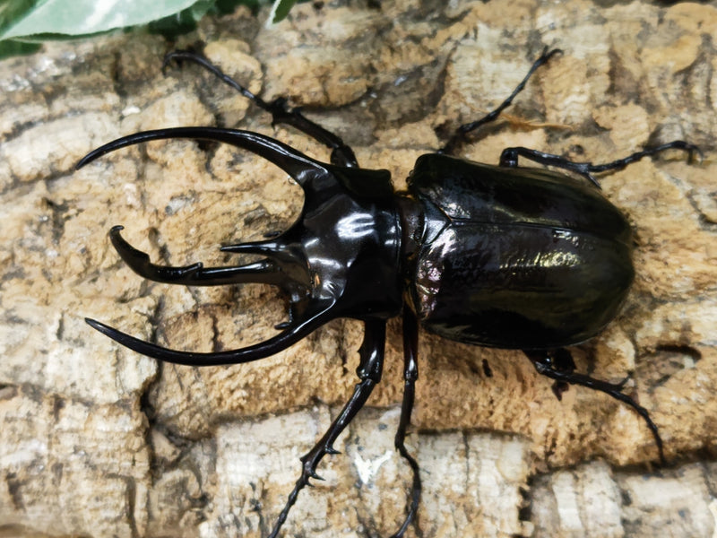 2023.5.18.新入荷!!