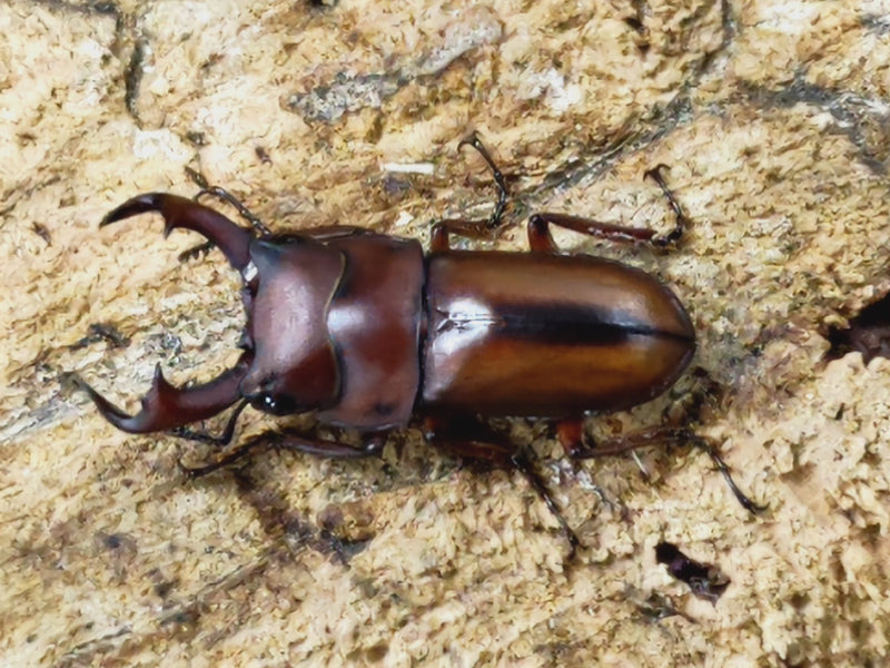 2023.5.21.新入荷!!