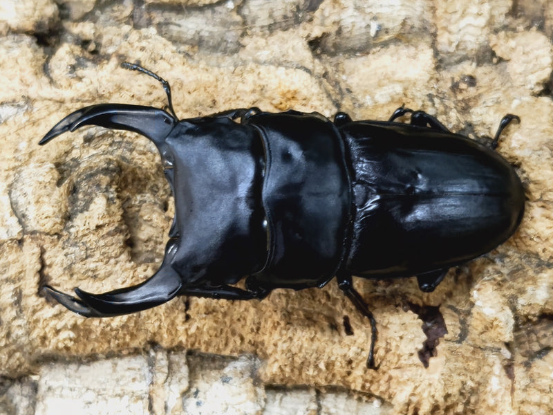 2023.5.23.新入荷!!