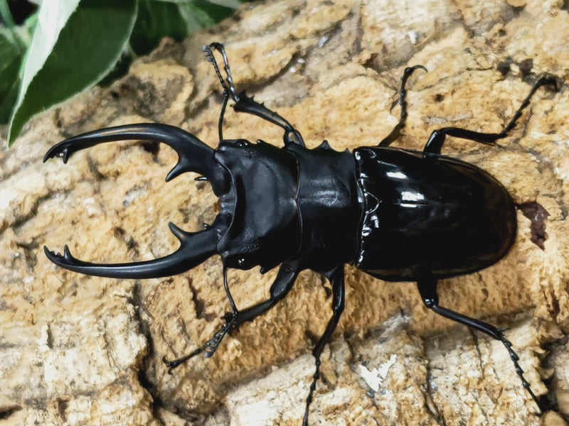 2023.5.28.新入荷!!