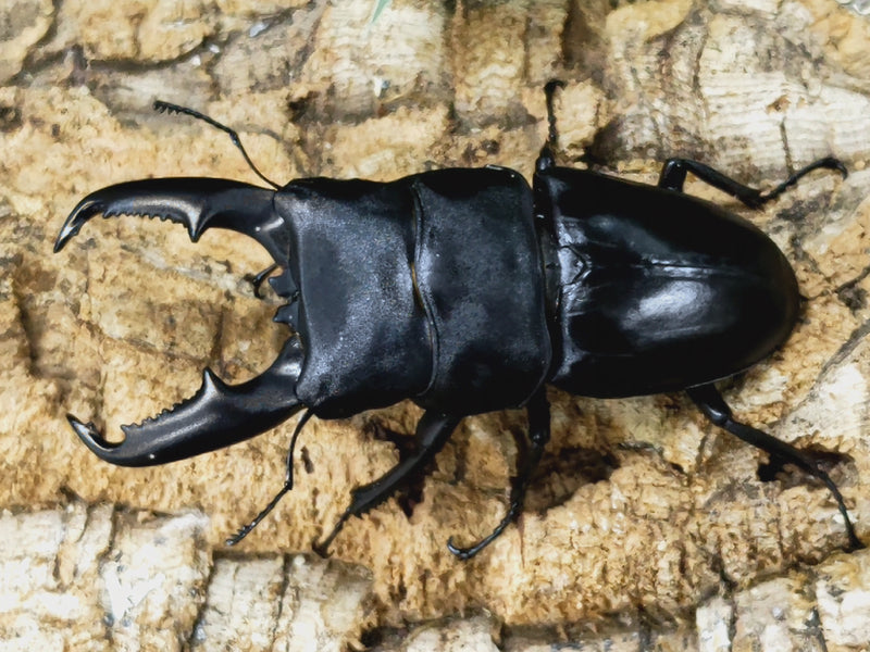 2023.5.29.新入荷!!