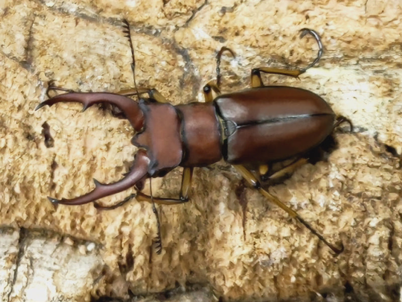 2023.6.1.新入荷!!