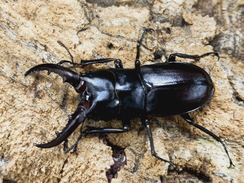 2023.6.2.新入荷!!