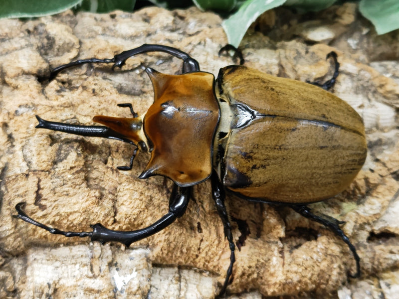 2023.6.4.新入荷!!