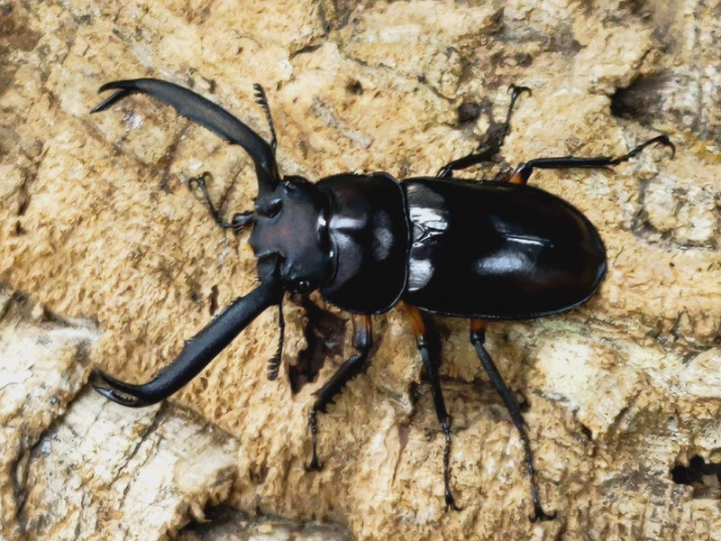 2023.6.5.新入荷!!