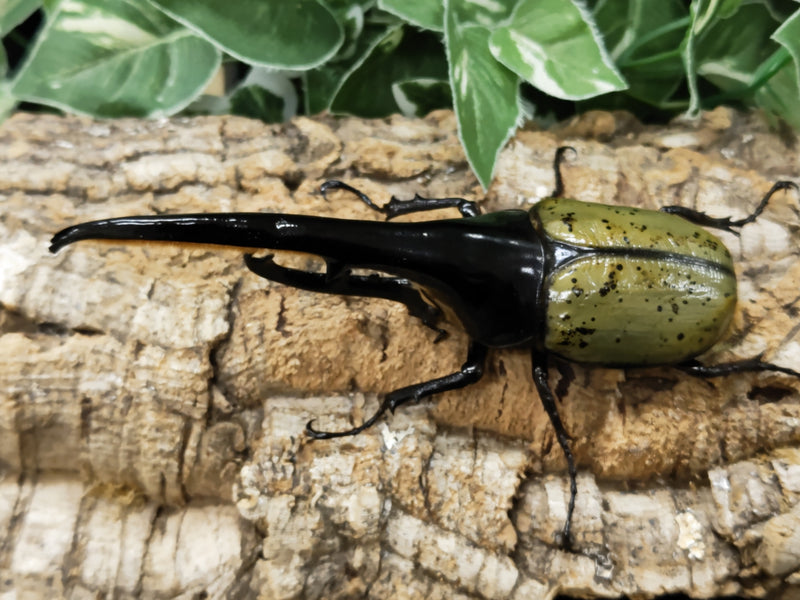 2023.6.6.新入荷!!