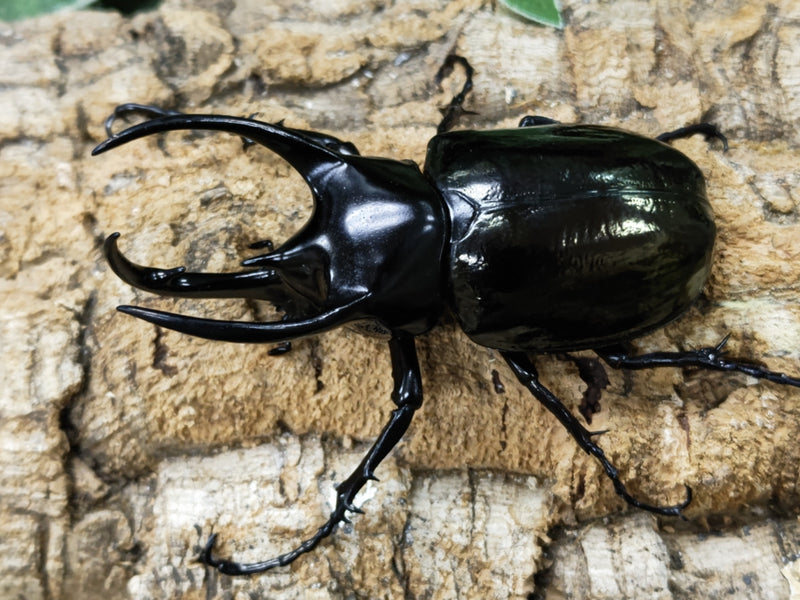 2023.6.9.新入荷!!