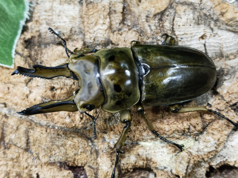 2023.6.12.新入荷!!