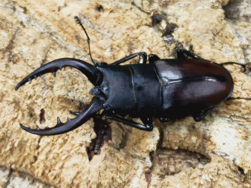 2023.6.16.新入荷!!