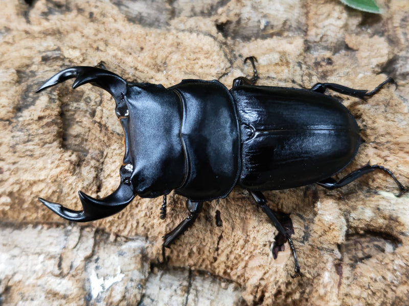 2023.6.17.新入荷!!