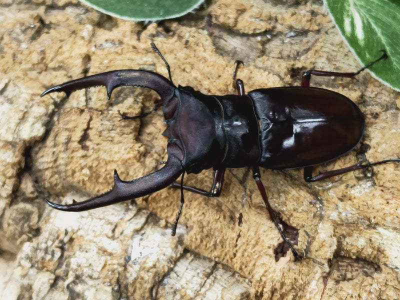 2023.6.20.新入荷!!