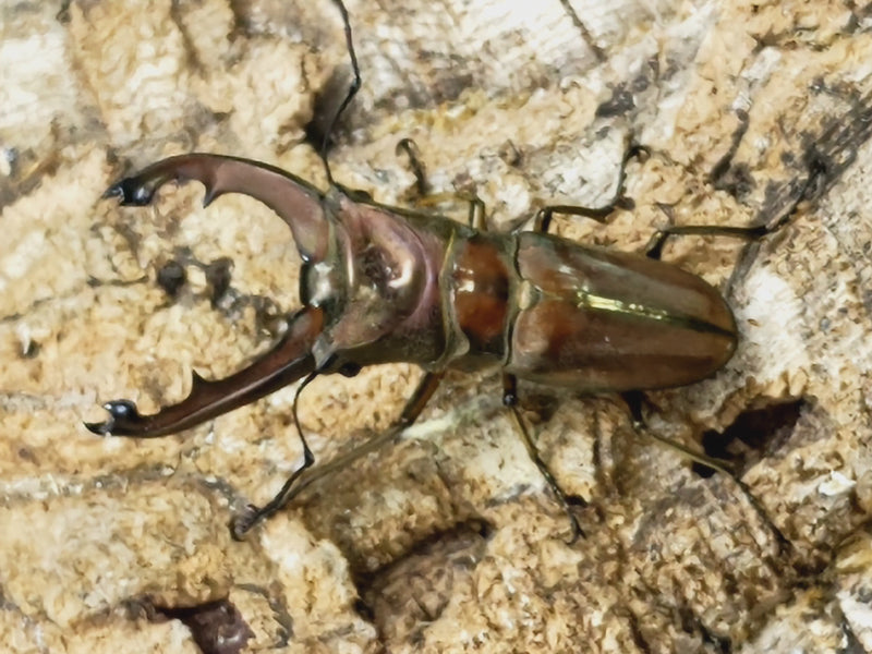 2023.6.23.新入荷!!