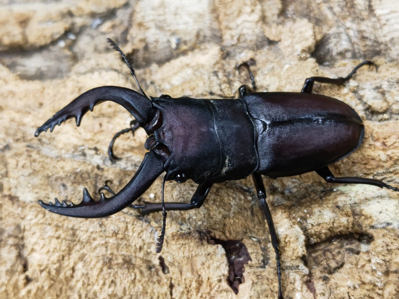 2023.6.24.新入荷!!