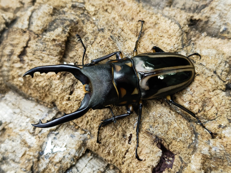 2023.6.26.新入荷!!