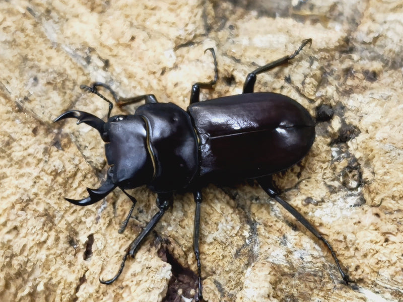 2023.6.29.新入荷!!