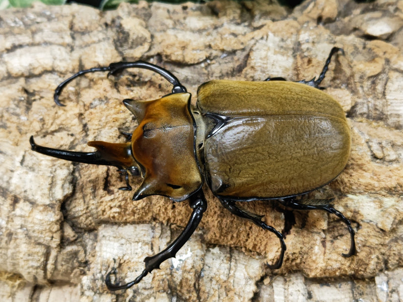 2023.7.1.新入荷!!