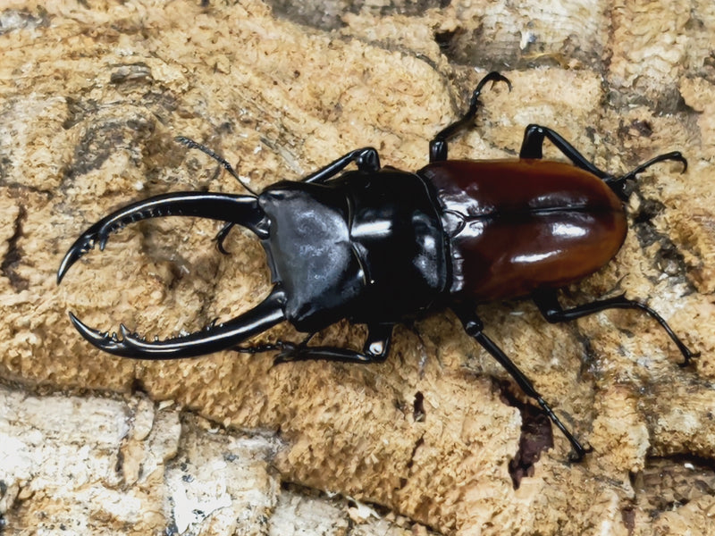 2023.7.4.新入荷!!