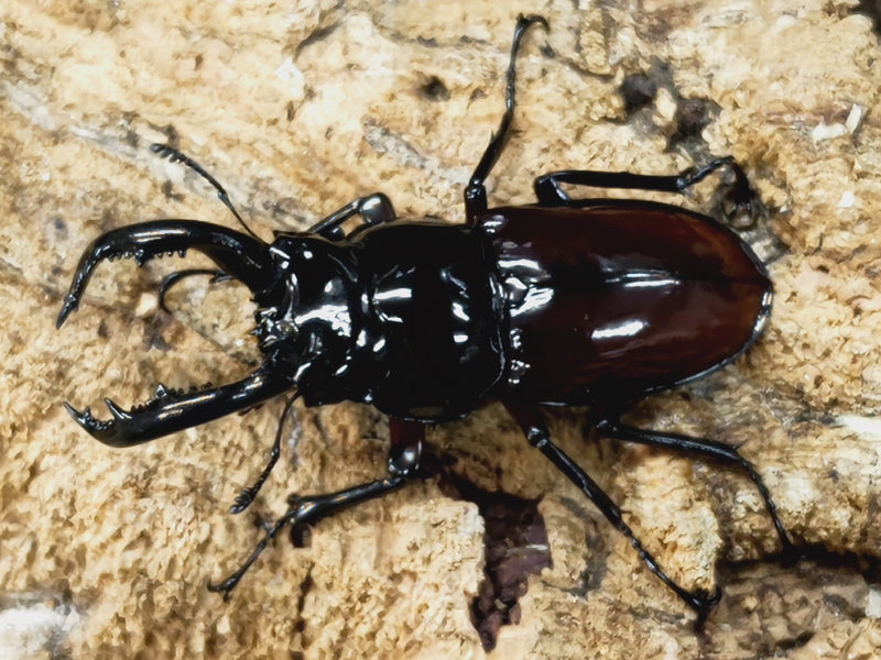 2023.7.8.新入荷!!