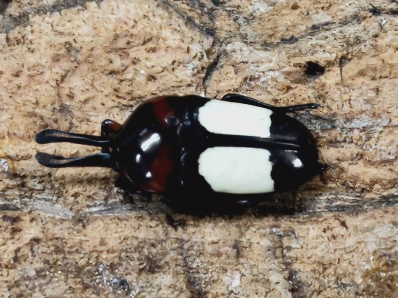 2023.7.10.新入荷!!