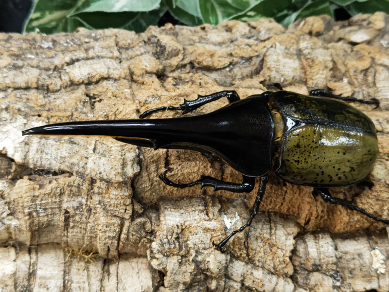 2023.7.15.新入荷!!