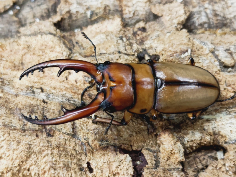 2023.7.18.新入荷!!